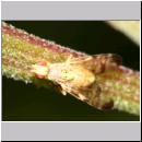 Terellia tussilaginis - Bohrfliege 04.jpg